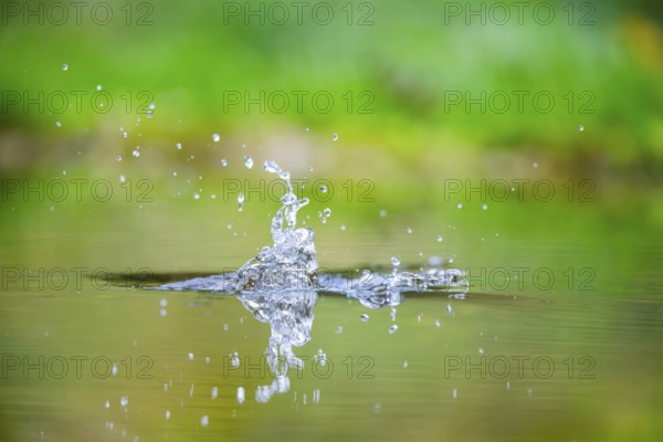 Splashing Water from a Common kingfisher (Alcedo atthis) flying into the water hunting for fish in late summer, wildife, Bavaria, Germany