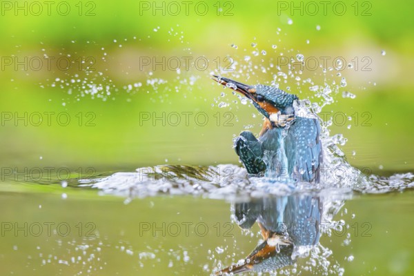 Common kingfisher (Alcedo atthis) flying out of the water after an unsuccessfull hunt in late summer, wildife, Bavaria, Germany