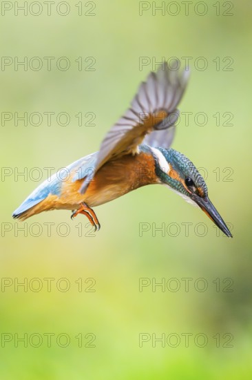 Common kingfisher (Alcedo atthis) flying into the water hunting for fish in late summer, wildife, Bavaria, Germany