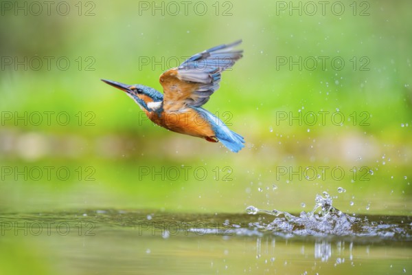 Common kingfisher (Alcedo atthis) flying out of the water after a unsuccessful hunt in late summer, wildife, Bavaria, Germany