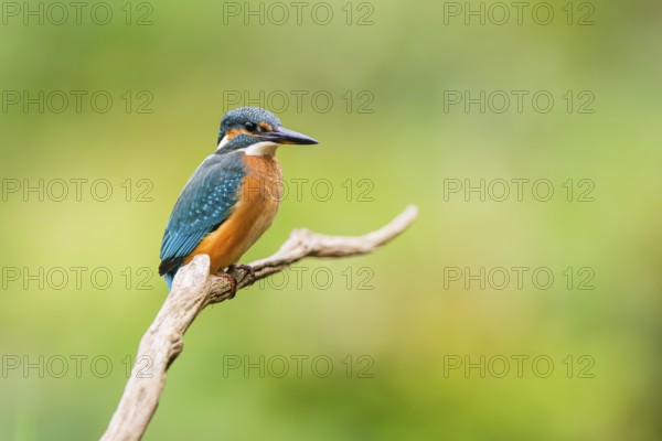 Common kingfisher (Alcedo atthis) sitting on an old wooden branch in late summer, wildife, Bavaria, Germany