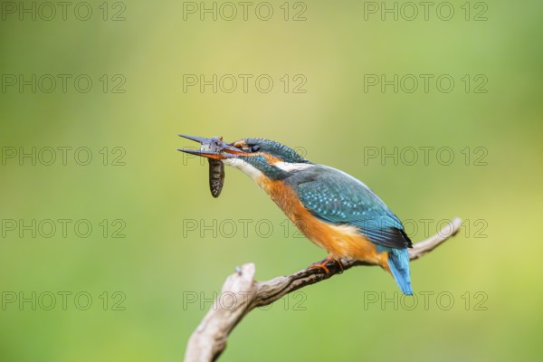 Common kingfisher (Alcedo atthis) sitting on an old wooden branch eating his fresh cought fish in late summer, wildife, Bavaria, Germany