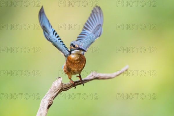 Common kingfisher (Alcedo atthis) flying away from an old wooden branch in late summer, wildife, Bavaria, Germany