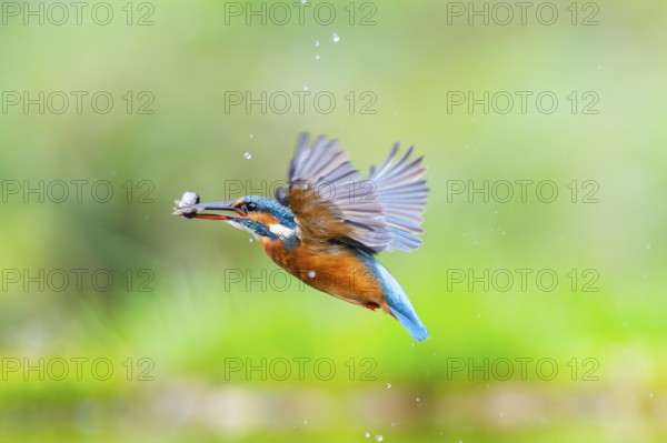 Common kingfisher (Alcedo atthis) flying out of the water with a fresh cought fish in his beak in late summer, wildife, Bavaria, Germany