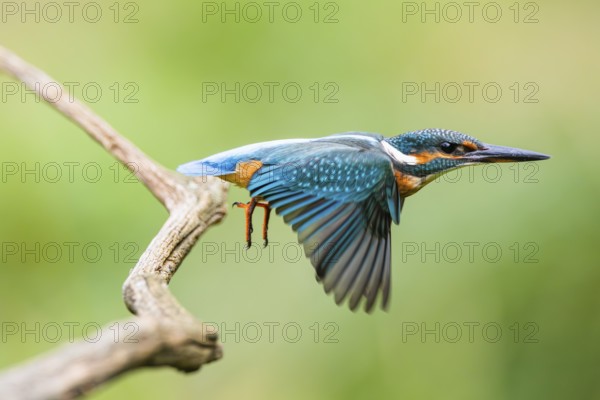 Common kingfisher (Alcedo atthis), flying, wildife, Bavaria, Germany