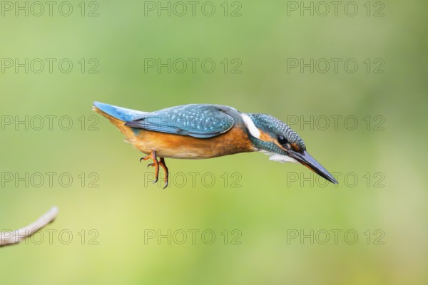 Common kingfisher (Alcedo atthis) flying into the water hunting for fish in late summer, wildife, Bavaria, Germany