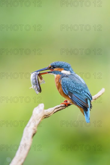 Common kingfisher (Alcedo atthis) sitting on an old wooden branch eating his fresh cought fish in late summer, wildife, Bavaria, Germany