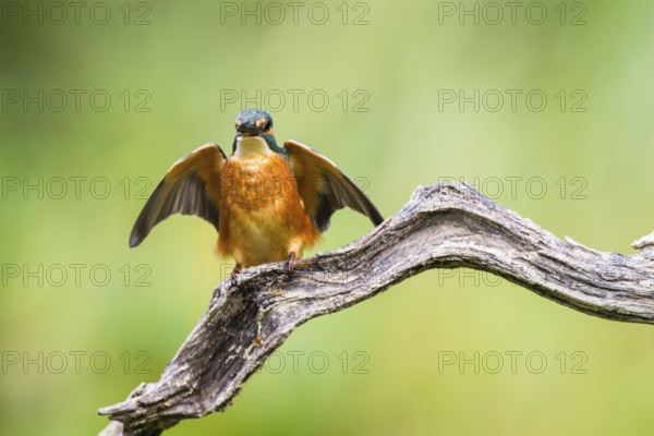 Common kingfisher (Alcedo atthis) sitting on an old wooden branch spreading its wings in late summer, wildife, Bavaria, Germany
