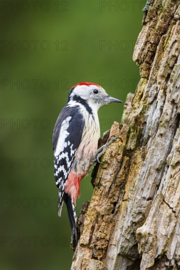 Middle spotted woodpecker (Dendrocoptes medius) sitting on an old wrotten tree trunk in late summer, Bavaria, Germany