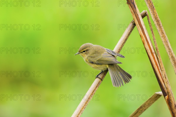 Common chiffchaff (Phylloscopus collybita) sitting on a reed, Bavaria, Germany