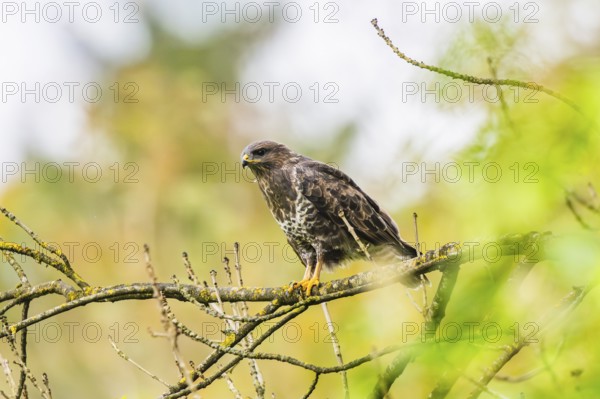 Common buzzard (Buteo buteo) sitting on a branch, Bavaria, Germany