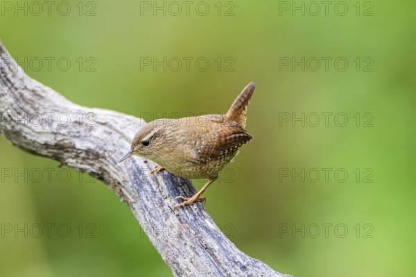 Eurasian wren (Troglodytes troglodytes) sitting on a branch, Bavaria, Germany