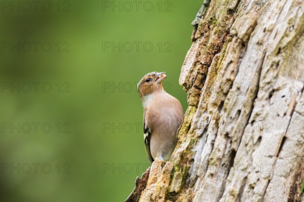 Eurasian chaffinch (Fringilla coelebs) on an old wrotten tree trunk, Bavaria, Germany