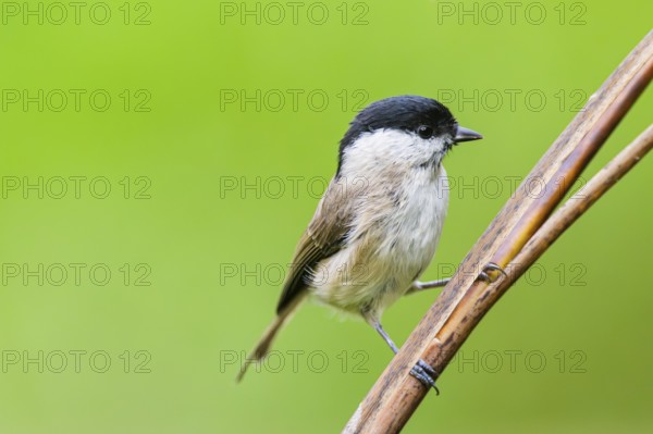 Marsh tit (Poecile palustris) sitting on a reed, Bavaria, Germany