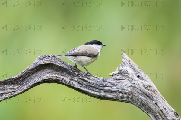 Marsh tit (Poecile palustris) sitting on a branch, Bavaria, Germany