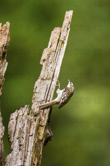 Eurasian treecreeper (Certhia familiaris) climbing up an old wrotten tree trunk, Bavaria, Germany