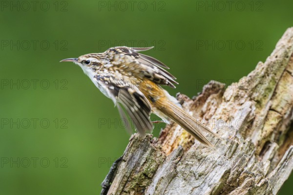 Eurasian treecreeper (Certhia familiaris) flying from an old wrotten tree trunk, Bavaria, Germany