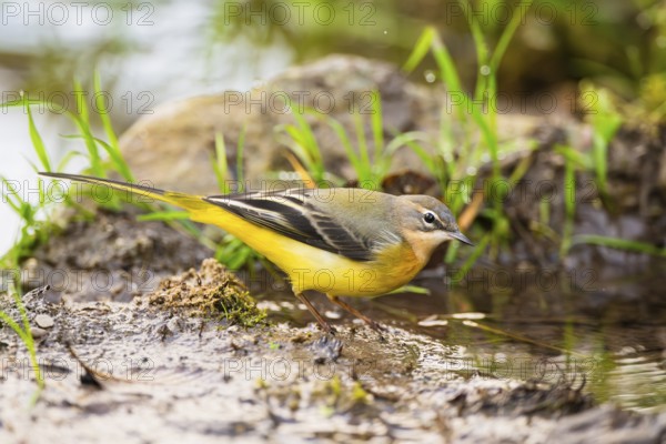 Grey Wagtail (Motacilla cinerea) hunting at a little lake in a swamp, wildlife, Germany
