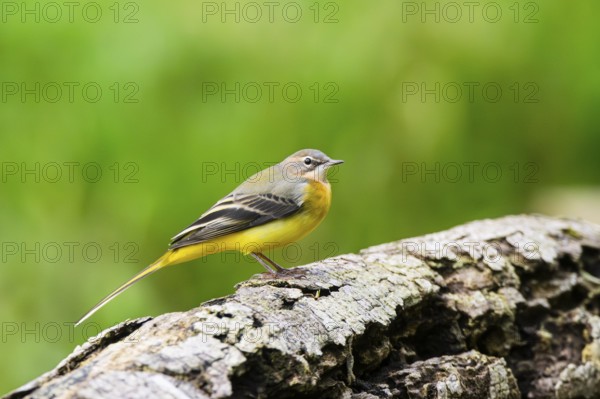 Grey Wagtail (Motacilla cinerea) sitting on an old wood, wildlife, Germany