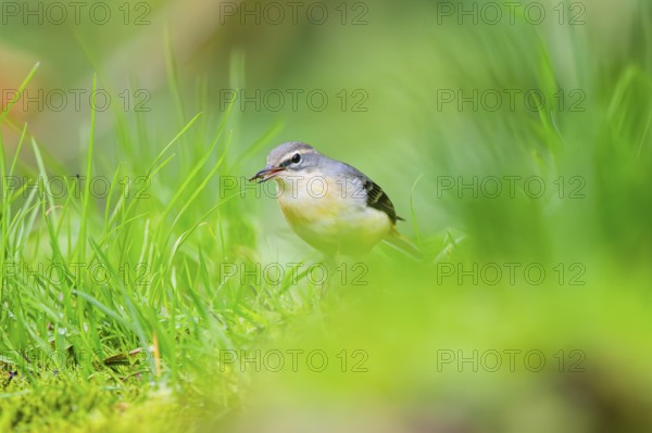 Grey Wagtail (Motacilla cinerea) sitting on the ground, wildlife, Germany