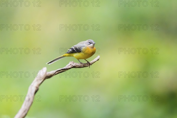 Grey Wagtail (Motacilla cinerea) sitting on a branch, wildlife, Germany