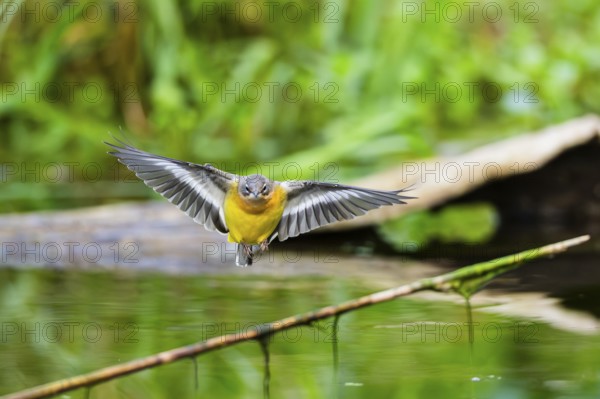 Grey Wagtail (Motacilla cinerea) landing on a reed in a swamp, wildlife, Germany