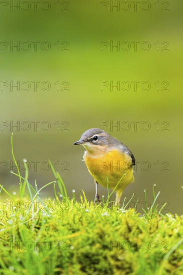 Grey Wagtail (Motacilla cinerea) hunting at a little lake in a swamp, wildlife, Germany
