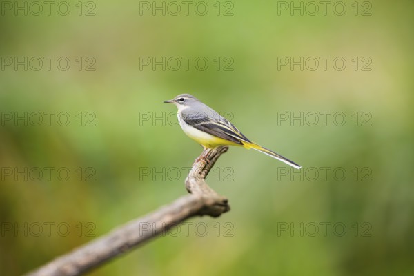 Grey Wagtail (Motacilla cinerea) sitting on a branch, wildlife, Germany