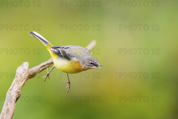 Grey Wagtail (Motacilla cinerea) starts flying, wildlife, Germany