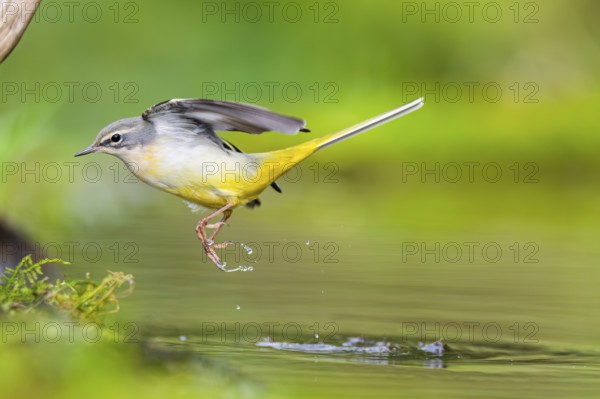 Grey Wagtail (Motacilla cinerea) jumping in the water of a little lake in a swamp, hunting, wildlife, Germany