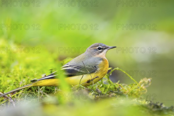 Grey Wagtail (Motacilla cinerea) sitting on the ground, wildlife, Germany