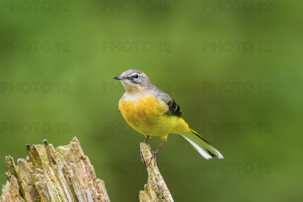 Grey Wagtail (Motacilla cinerea) sitting on an old wood, wildlife, Germany
