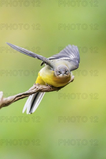 Grey Wagtail (Motacilla cinerea) starts flying, wildlife, Germany