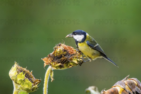 Great tit (Parus major) sitting on an old sunflower blossom with seeds inside, Bavaria, Germany
