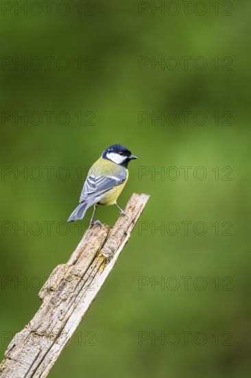 Great tit (Parus major) sitting on an old wrotten tree trunk at a swamp, Bavaria, Germany