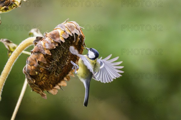 Great tit (Parus major) landing on an old sunflower blossom with seeds inside, Bavaria, Germany