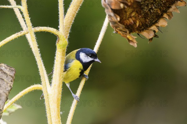 Great tit (Parus major) sitting on an old sunflower, Bavaria, Germany