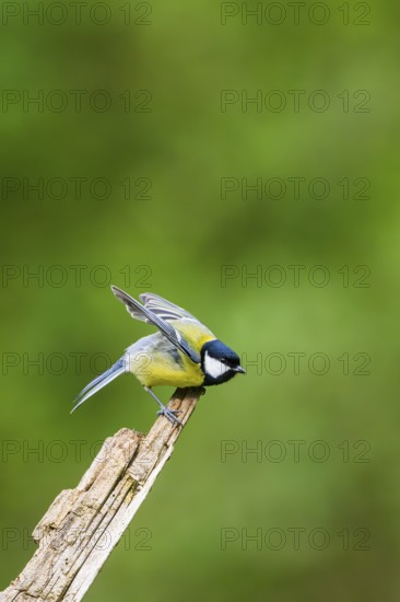 Great tit (Parus major) starts flying from an old wrotten tree trunk at a swamp, Bavaria, Germany