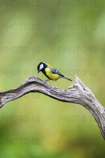 Great tit (Parus major) sitting on an old wood at a swamp, Bavaria, Germany
