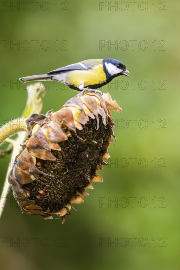 Great tit (Parus major) sitting on an old sunflower blossom with seeds inside, Bavaria, Germany