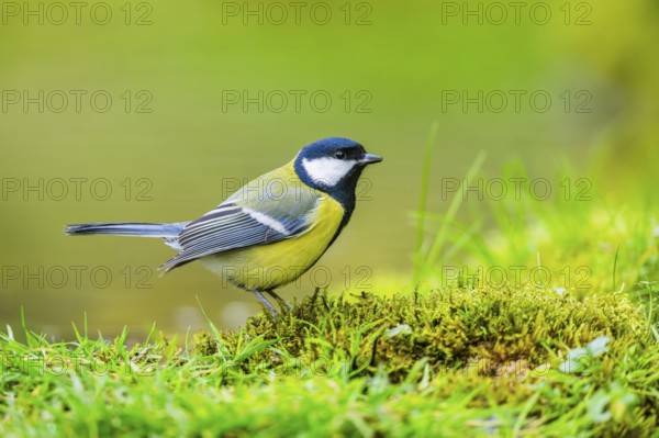 Great tit (Parus major) sitting in the grass beside a little lake at a swamp, Bavaria, Germany