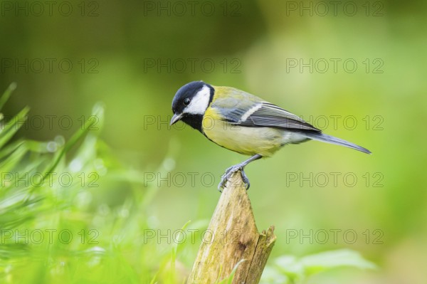 Great tit (Parus major) sitting on an wood at a swamp, Bavaria, Germany