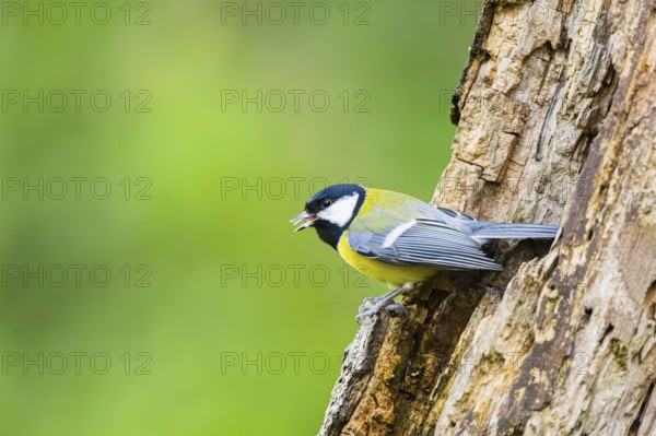 Great tit (Parus major) sitting on an old wrotten tree trunk at a swamp, Bavaria, Germany
