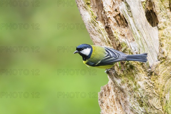 Great tit (Parus major) sitting on an old wrotten tree trunk at a swamp, Bavaria, Germany