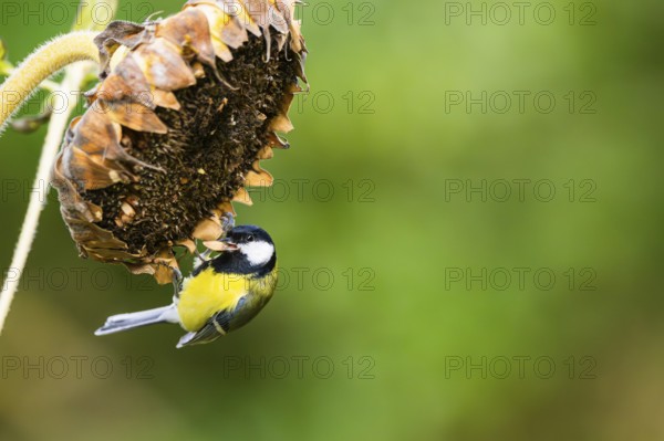 Great tit (Parus major) sitting on an old sunflower blossom with seeds inside, Bavaria, Germany