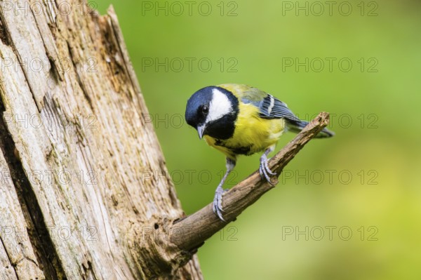 Great tit (Parus major) sitting on a branch of an old wrotten tree trunk at a swamp, Bavaria, Germany
