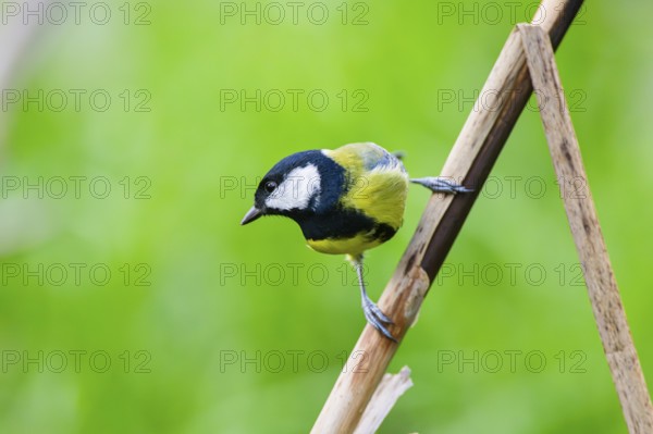 Great tit (Parus major) sitting on stem of a reed at a swamp, Bavaria, Germany
