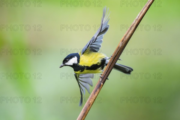 Great tit (Parus major) flying from a stem of a reed at a swamp, Bavaria, Germany