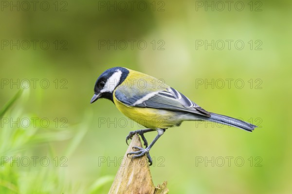 Great tit (Parus major) sitting on a wood at a swamp, Bavaria, Germany
