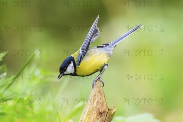 Great tit (Parus major) spreading its wings while sitting on the branch of on an old wrotten tree trunk at a swamp, Bavaria, Germany